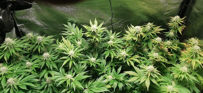 Growreport Bild 30
