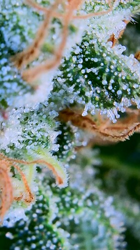 Growreport Bild 20