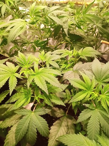 Growreport Bild 13