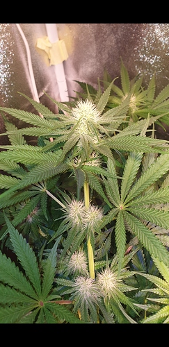 Growreport Bild 3