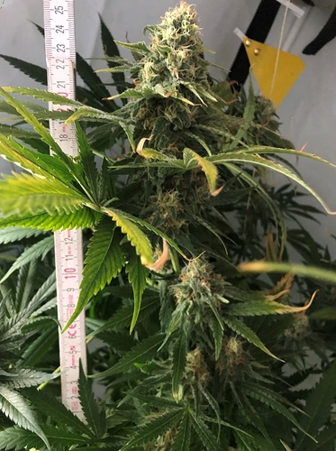 Growreport Bild 3