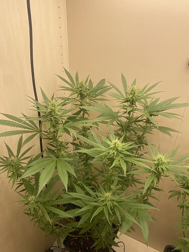 Growreport Bild 5