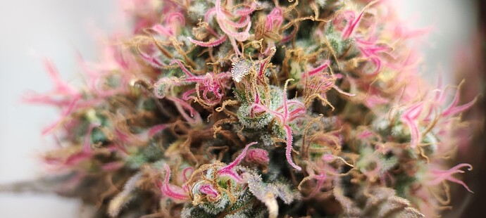 Growreport Bild 14
