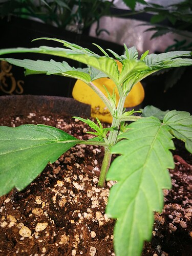 Growreport Bild 189