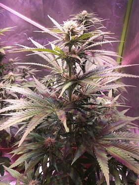 Growreport Bild 5