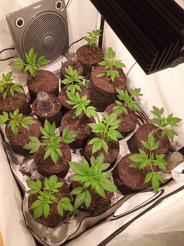 Growreport Bild 7
