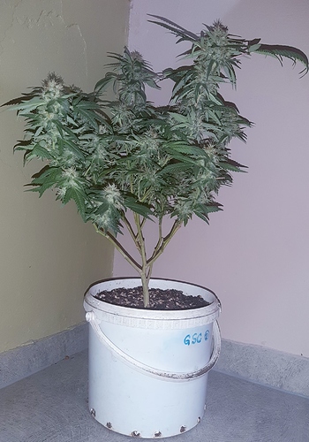 Growreport Bild 4
