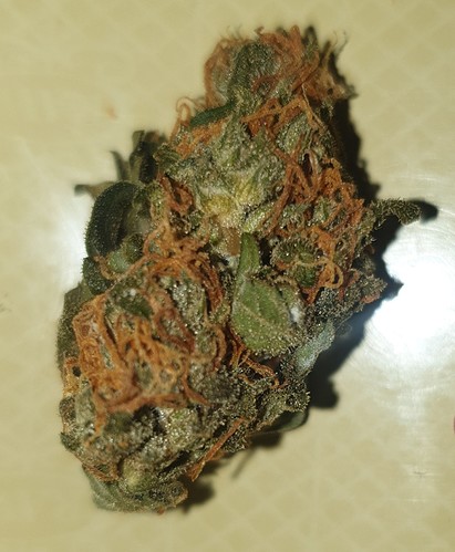 Growreport Bild 1