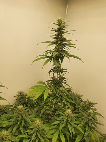 Growreport Bild 3