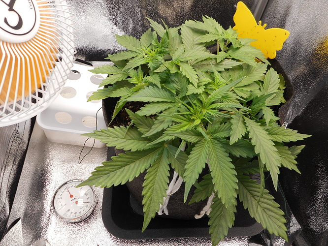 Growreport Bild 1