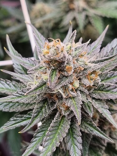 Growreport Bild 22