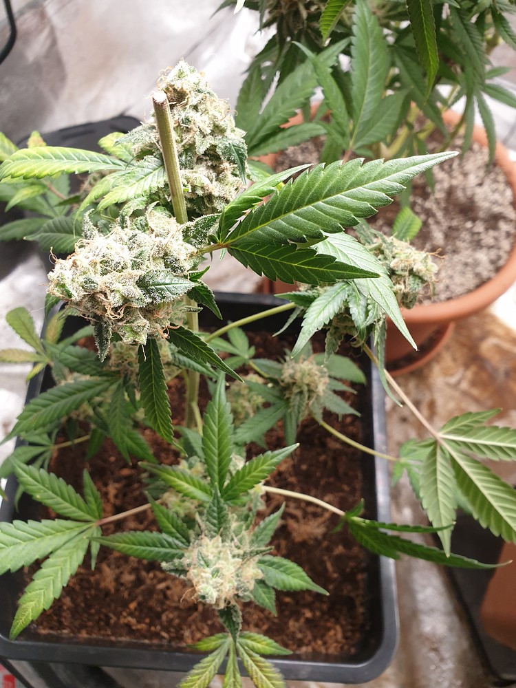 Grow Report - Runtz Muffin, Watermelon Zkittlez, Tropicanna Banana - Coco/Erde - Mineralisch/Biologisch
