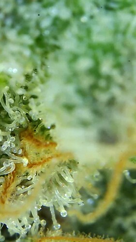 Growreport Bild 26