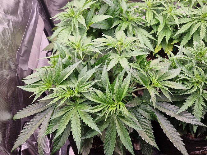 Growreport Bild 45