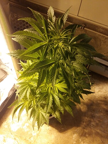 Growreport Bild 5