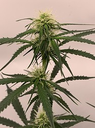 Growreport Bild 9