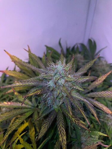 Growreport Bild 18