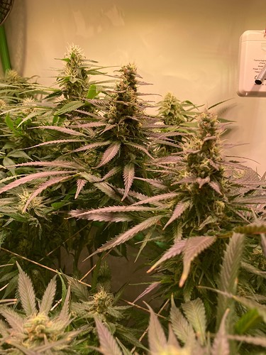 Growreport Bild 16