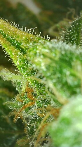 Growreport Bild 4