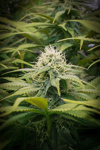 Growreport Bild 9
