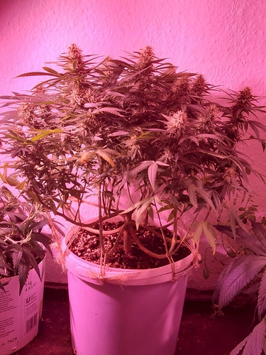 Growreport Bild 4