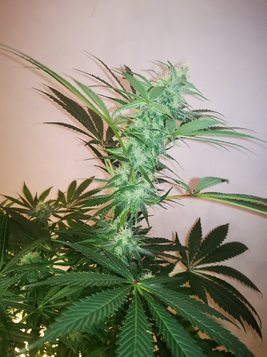 Growreport Bild 8