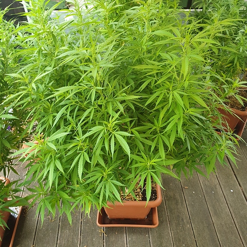 15974873745128341127172712442158