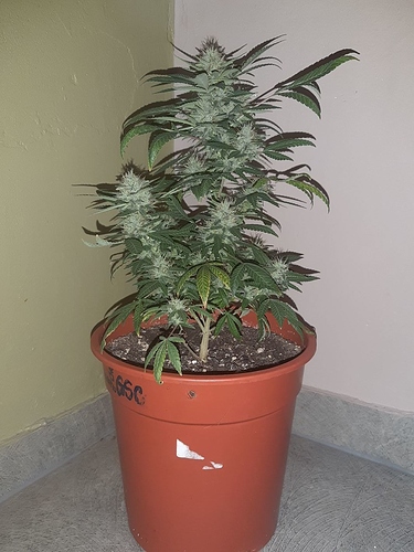 Growreport Bild 7