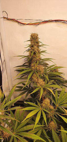 Growreport Bild 3