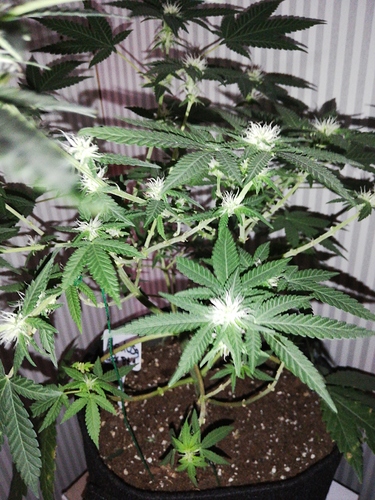 Growreport Bild 3