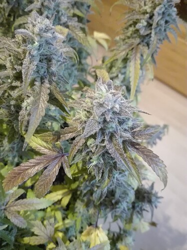 Growreport Bild 12