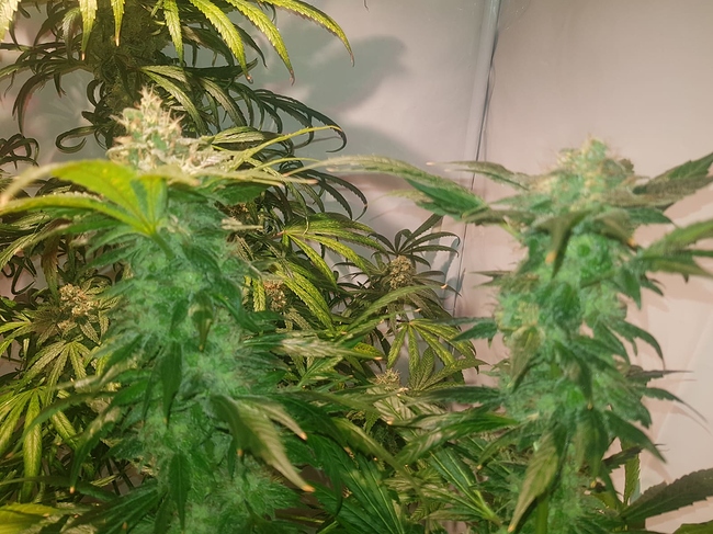 Growreport Bild 2
