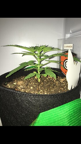 Growreport Bild 15