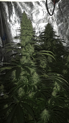 Growreport Bild 8