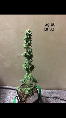Growreport Bild 4