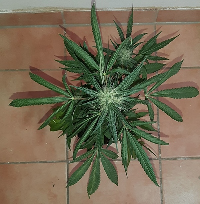 Growreport Bild 2