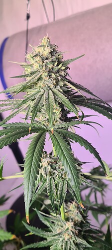 Growreport Bild 12