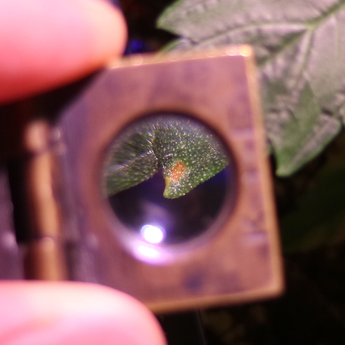Growreport Bild 7