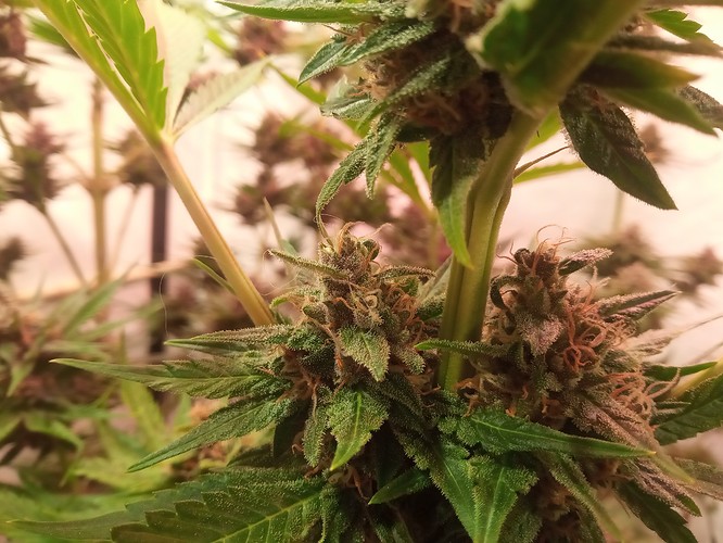 Growreport Bild 75