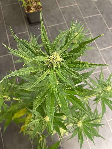 Growreport Bild 21