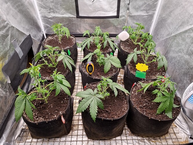 Growreport Bild 35