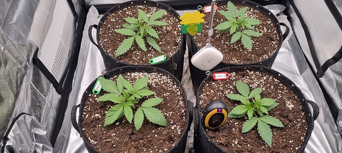 Growreport Bild 28