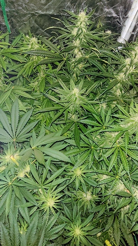 Growreport Bild 7