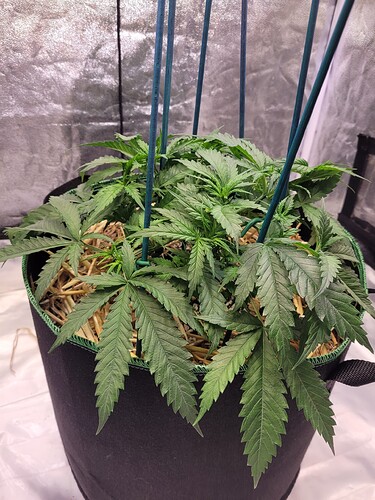 Growreport Bild 4