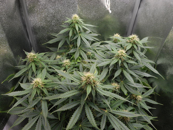 Growreport Bild 1