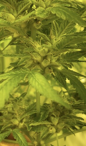 Growreport Bild 2