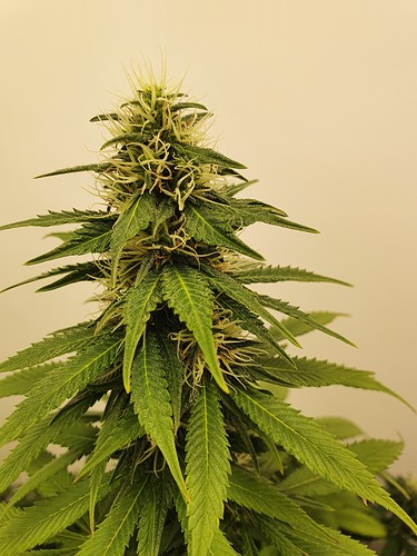 Growreport Bild 6