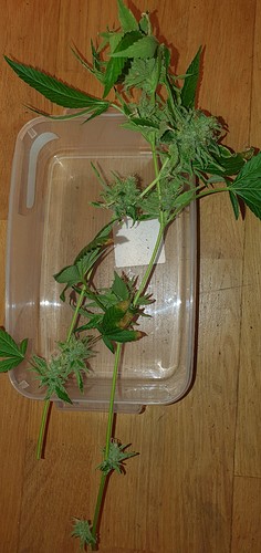 Growreport Bild 9