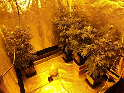 Growreport Bild 12