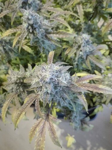 Growreport Bild 10
